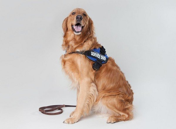 assistance dog
