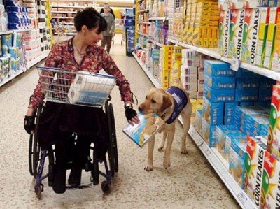 shopping-dog-2
