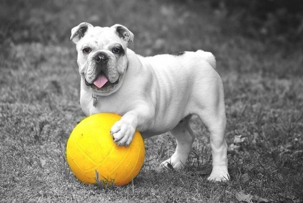 Health Benefits of Owning a Dog