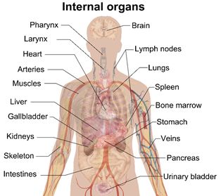 organs