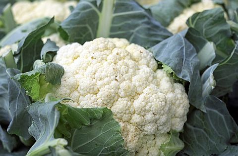 vegetables8