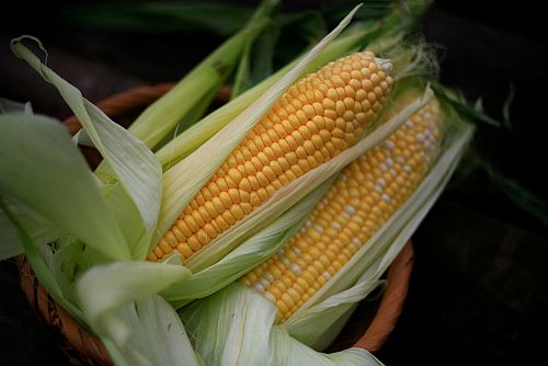 vegetables9