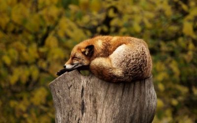 benefits of sleep